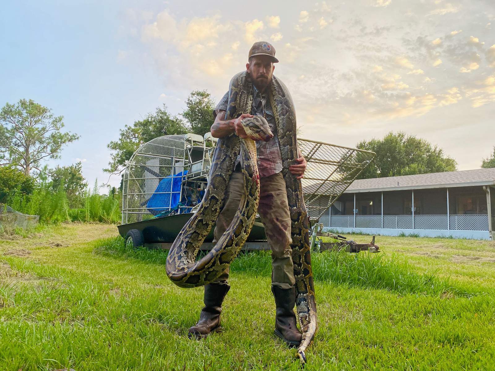 17 foot python caught in Florida Everglades