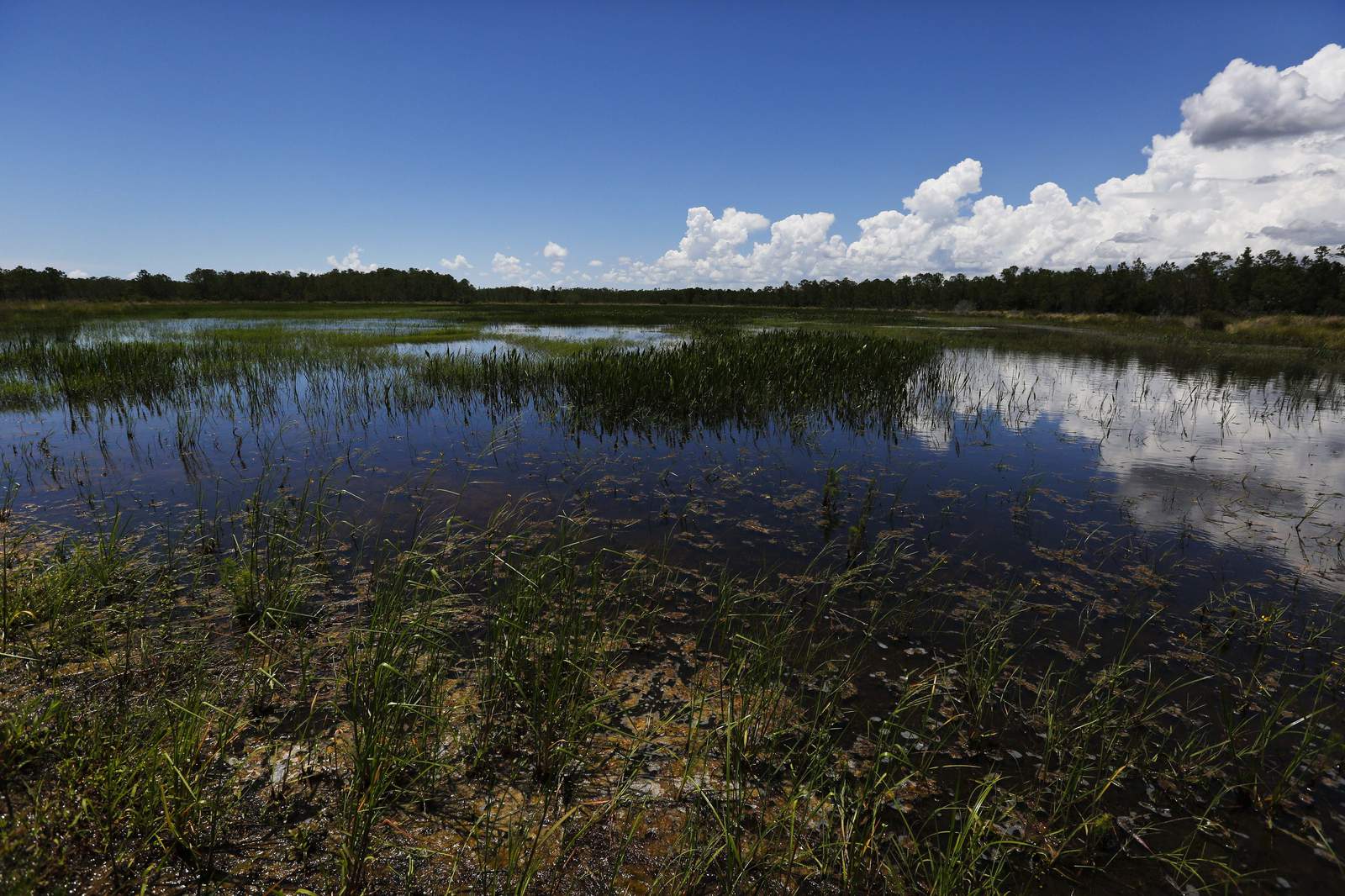 US gives Florida wider authority over wetland development