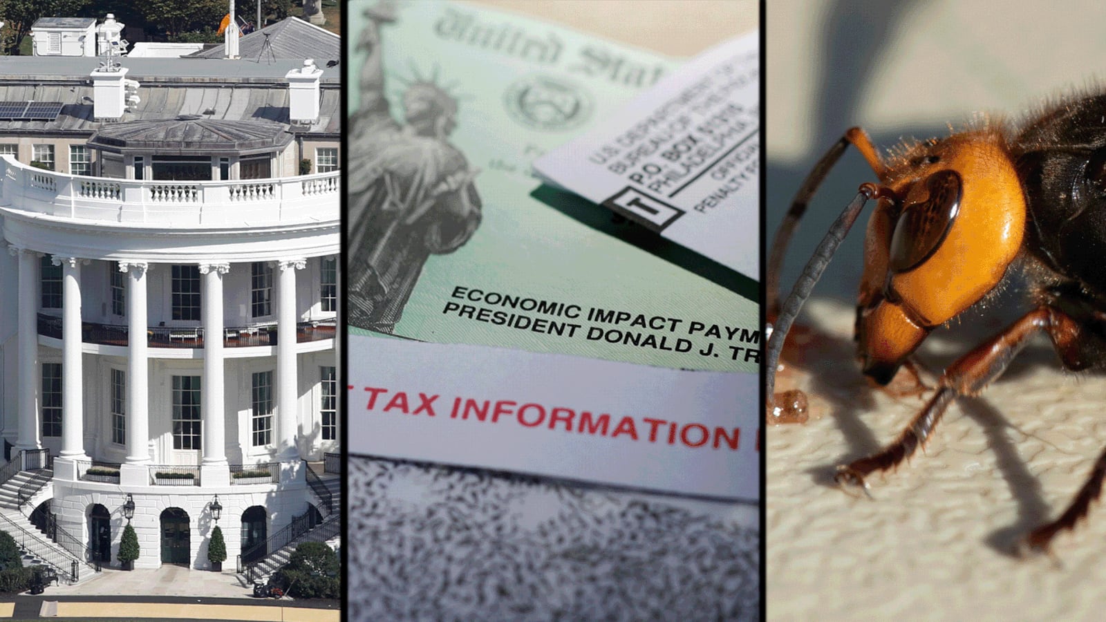 Election, stimulus checks... murder hornet? Most Googled stories in 2020