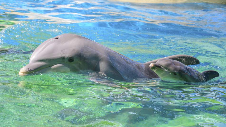 SeaWorld welcomes a new baby dolphin