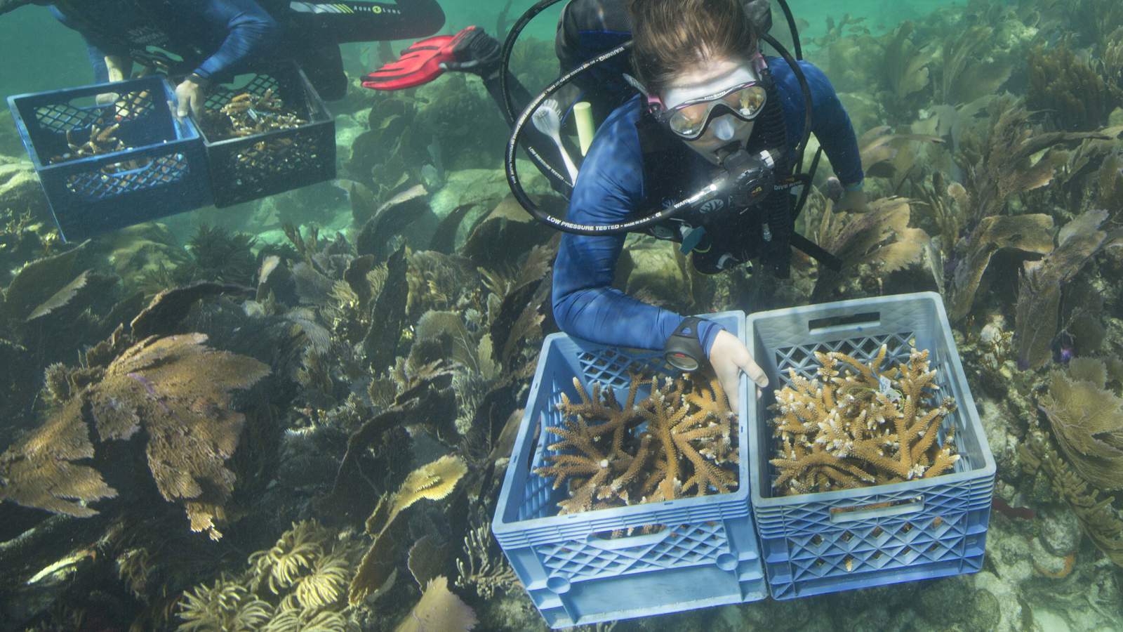 $5 million grant will help restore Keys coral reef