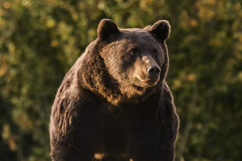 Romania investigates case of bear killed by Austrian prince