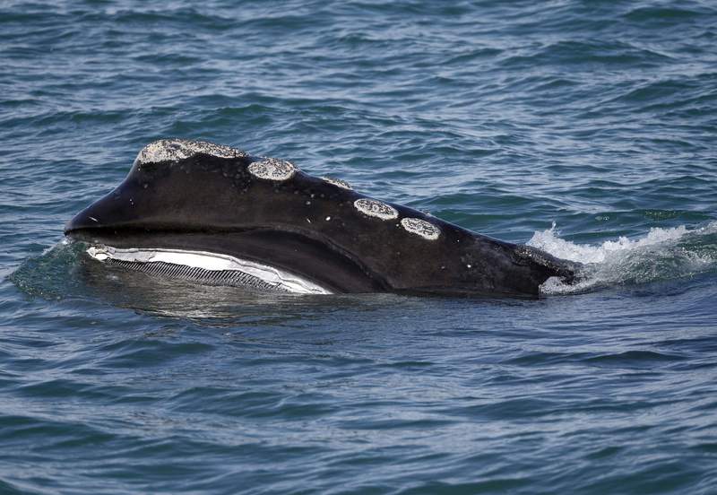 FILE - In this March 28, 2018, record  photo, a North Atlantic close    whale feeds connected  the aboveground  of Cape Cod bay disconnected  the seashore  of Plymouth, Mass. The colonisation  of North Atlantic close    whales has dipped to the lowest level   successful  2  decades, according to the North Atlantic Right Whale Consortium. (AP Photo/Michael Dwyer, File)