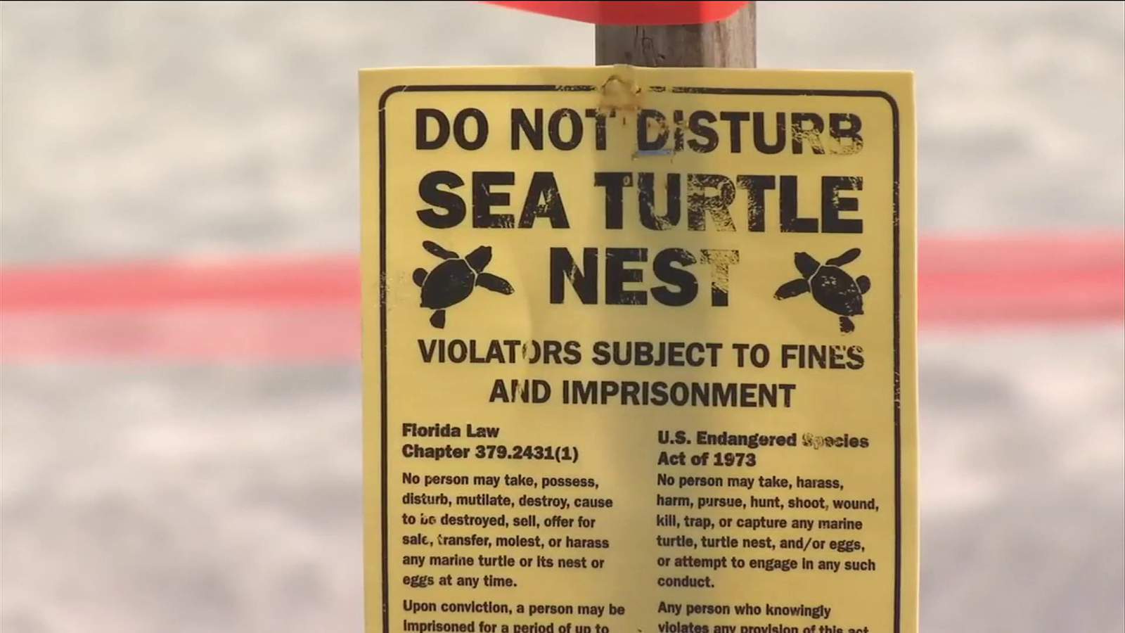 It’s sea turtle nesting season, so here’s how you can help