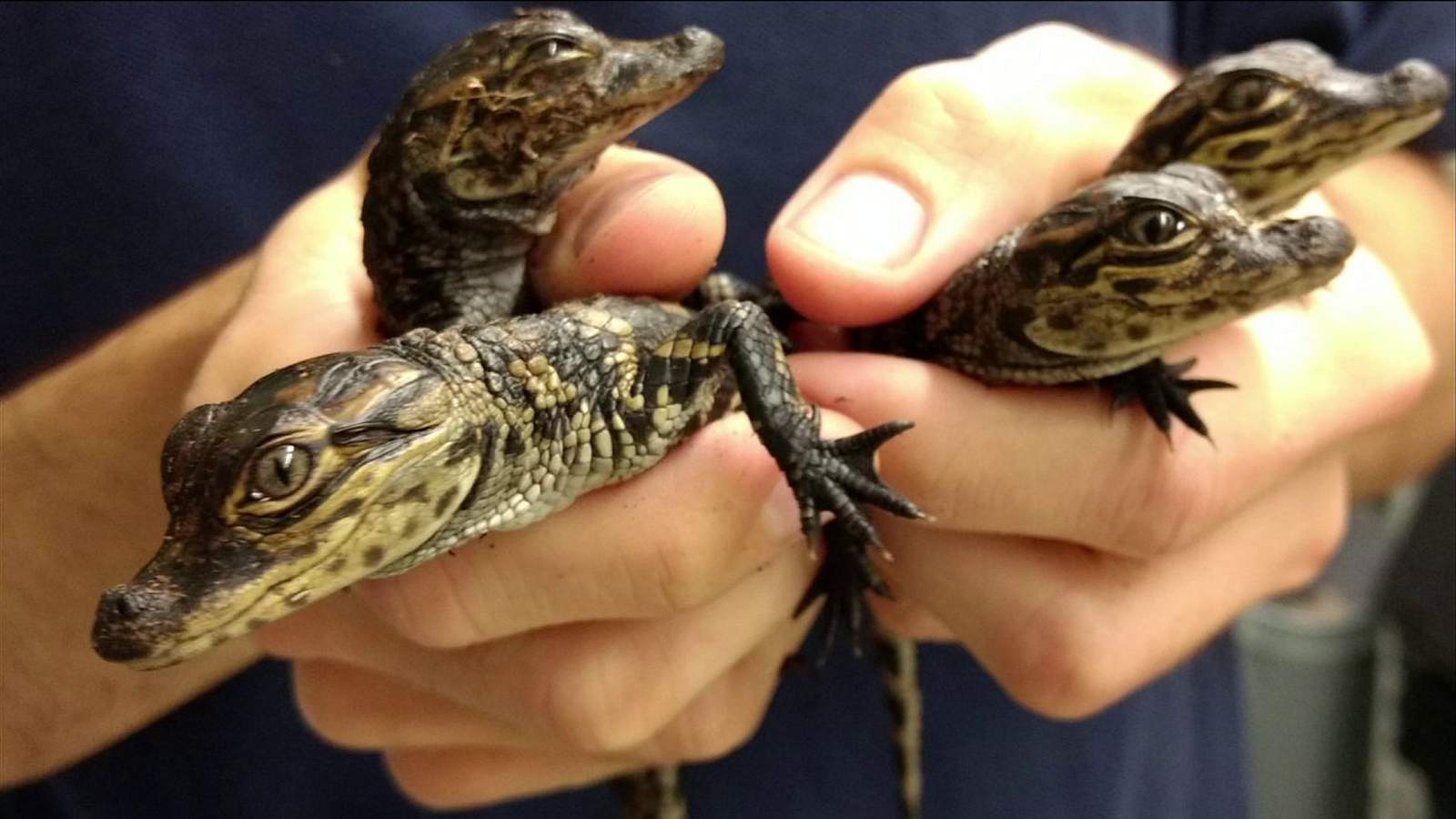 UNF researchers publish first ever study of urban alligators