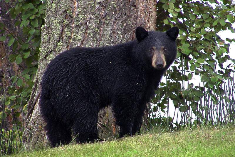 Bandit responsible for vehicle break-ins is a black bear