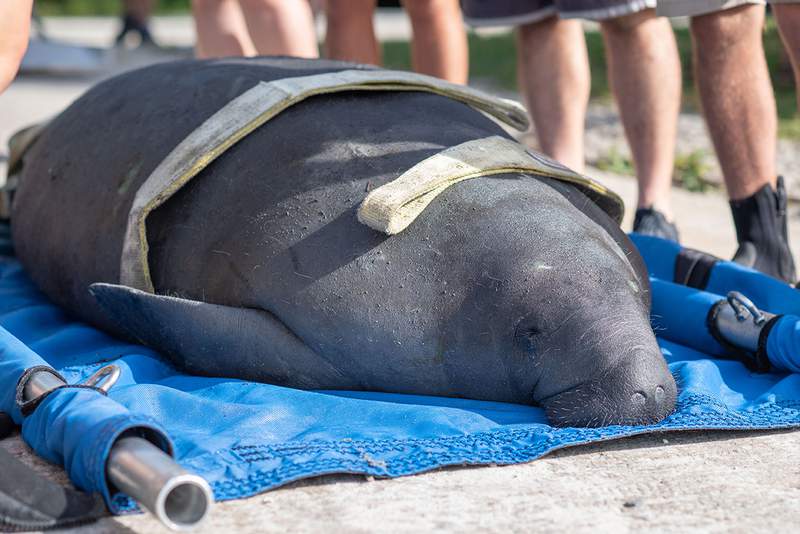 Boaters, food shortages and polution take a toll on manatee population