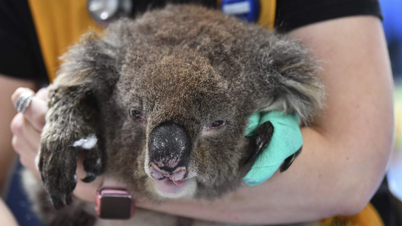 Volunteer to knit mittens, pouches for koalas injured in Australia wildfires