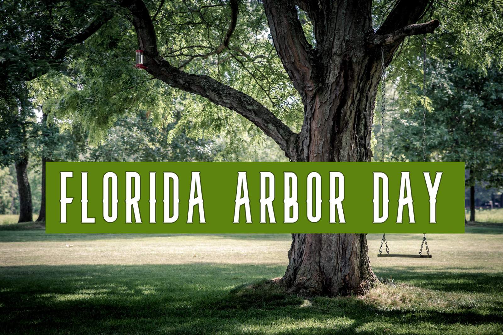 Free tree for Florida Arbor Day