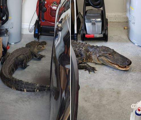 7-foot alligator wanders into Florida garage