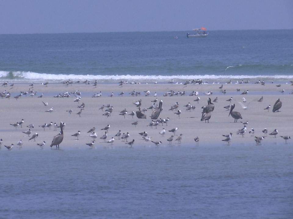 Heading to the beaches over the 4th of July? Watch for shorebird nests