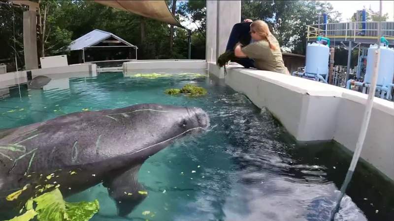 Jacksonville Zoo helps rescue injured manatee