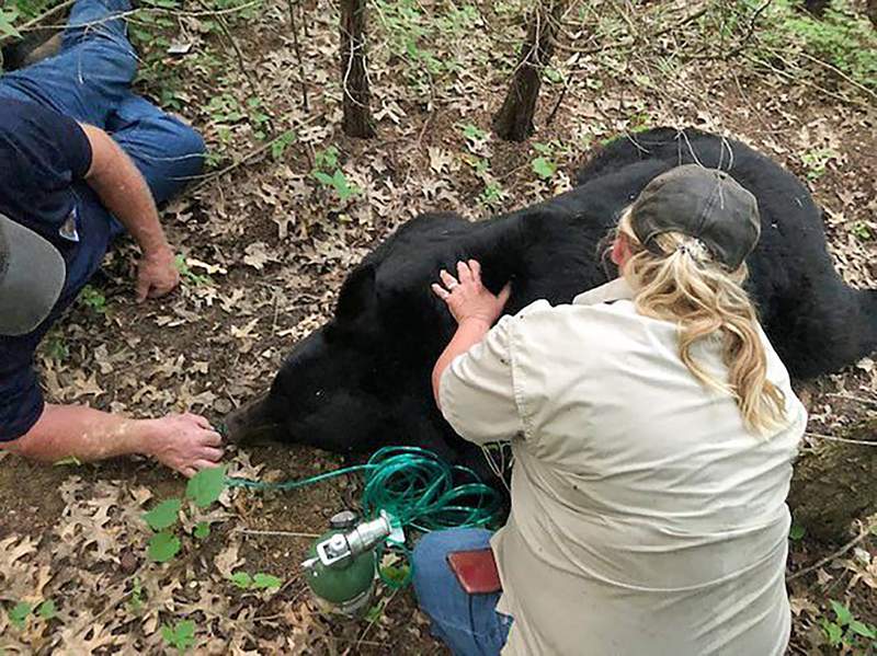 Bear that rambled over several US states dies in Louisiana