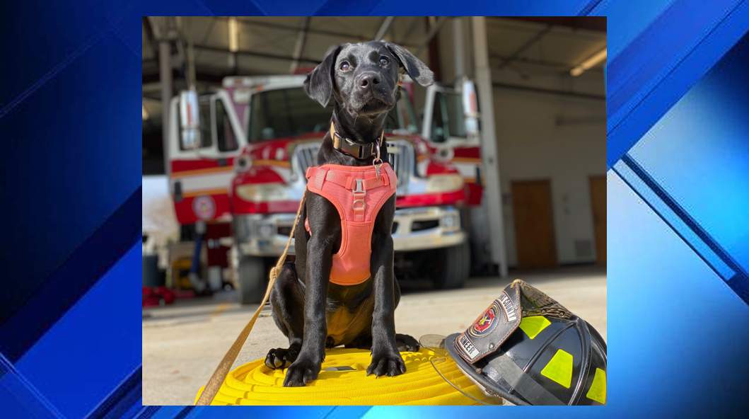St. Johns County Fire Rescue welcomes adorable new member