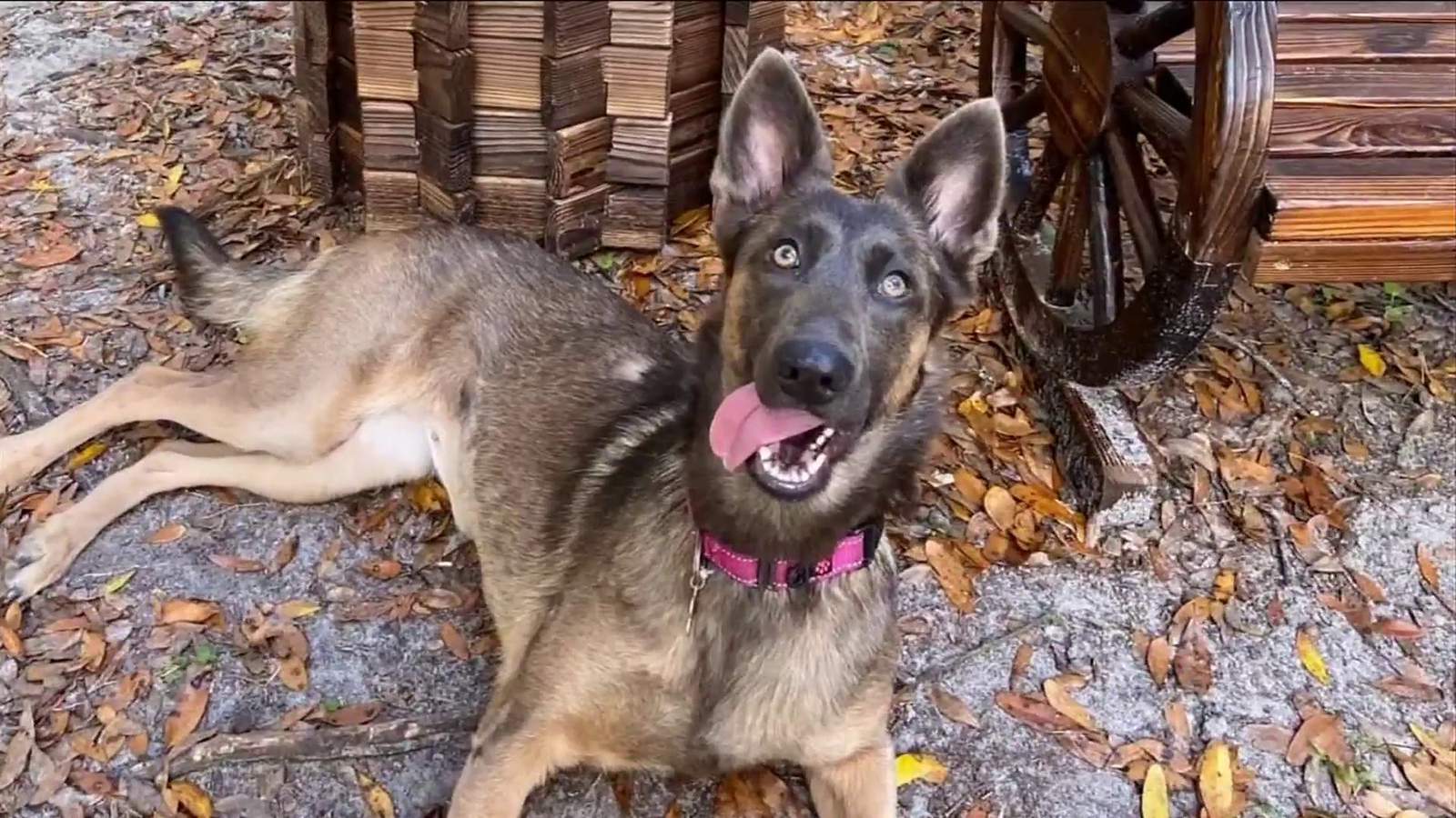 Missing German shepherd found deceased in Clay County, Rescue organization said