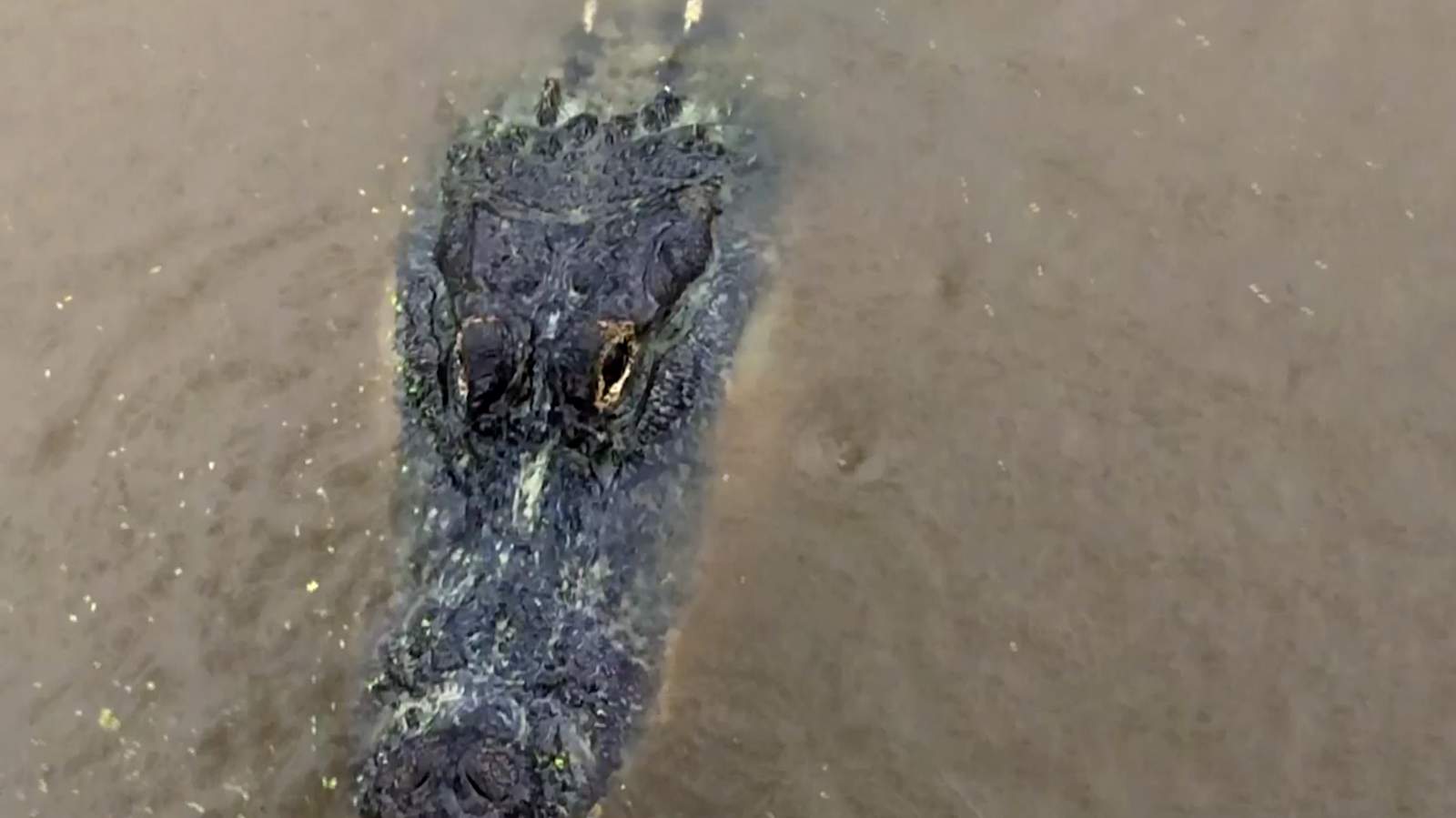 'Sigh of relief': Sally spares a Mississippi gator ranch