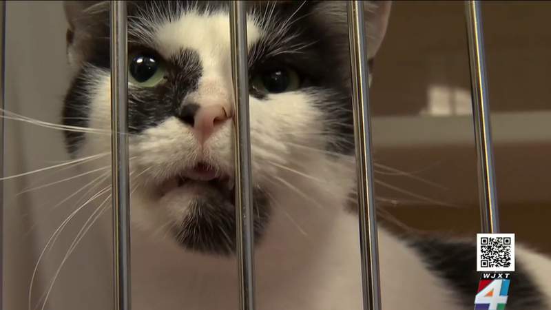 With shelter full, Jacksonville Humane Society offering free adoptions