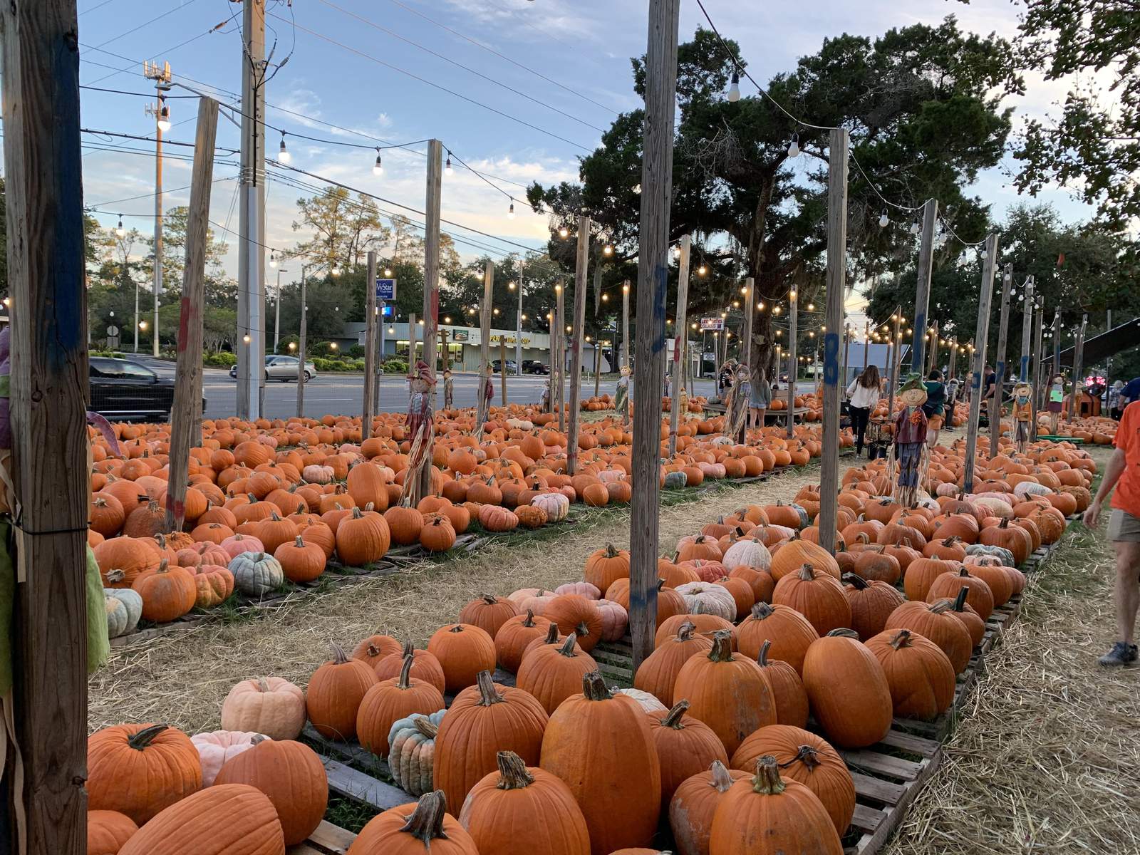 County by county: Here are the pumpkin patches open in 2020