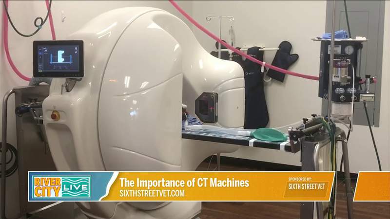 The Importance of CT Scans with Sixth Street Vet