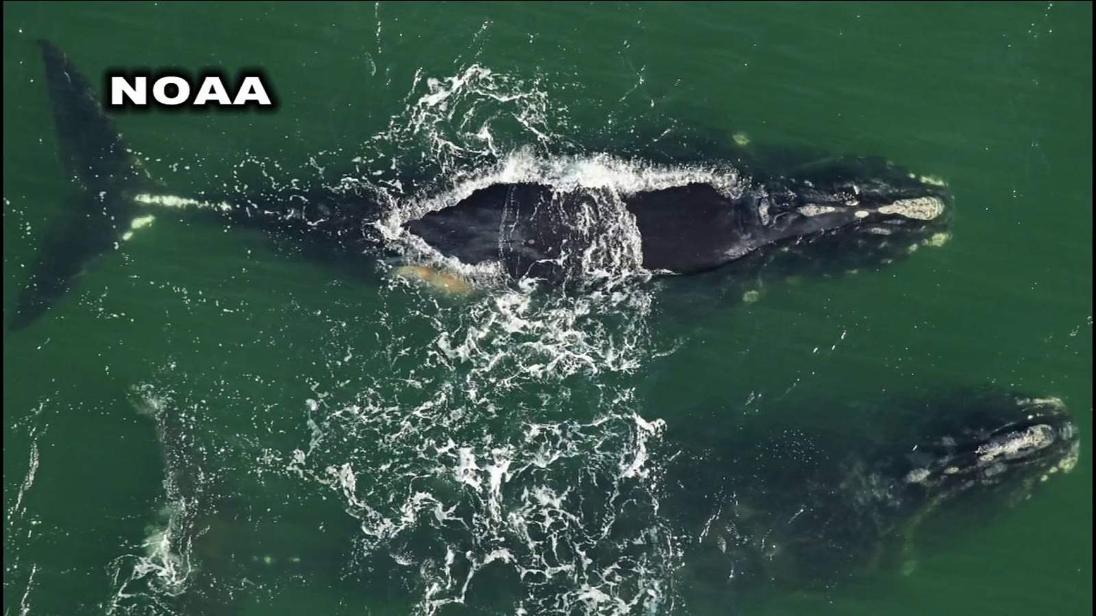 2 right whale calves spotted off coast of Northeast Florida