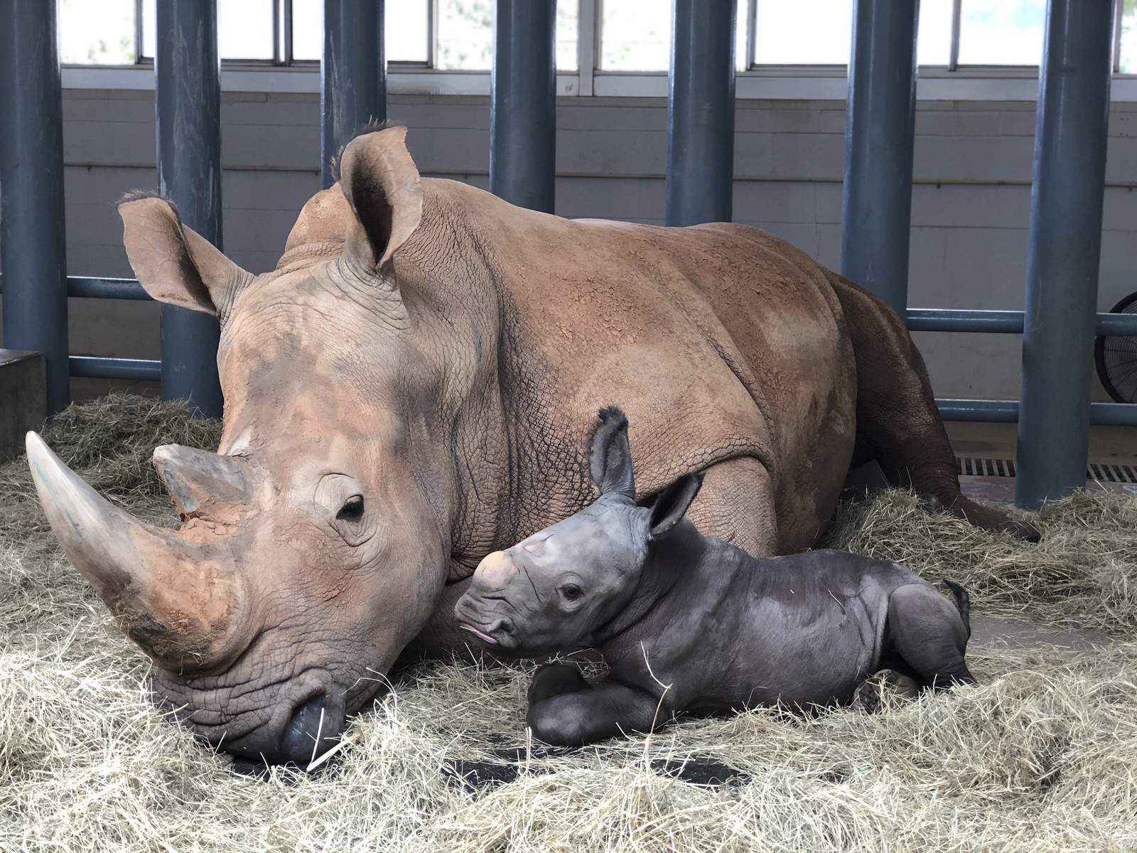 It’s a boy -- a big boy. White rhino born at Disney World