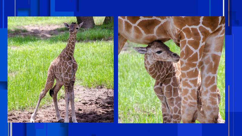 Jacksonville Zoo celebrates birth of baby giraffe
