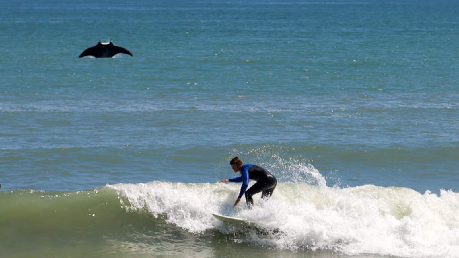 Massive manta ray photobombs surfer at Florida beach