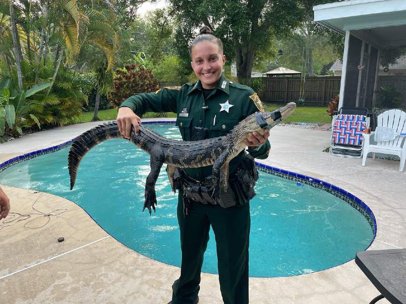 Deputy removes alligator from pool in Florida