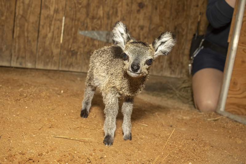Florida zoo welcomes baby klipspringer antelope