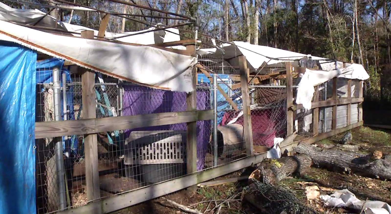 Sanctuary for rescued dogs in need of help after tree falls on kennels