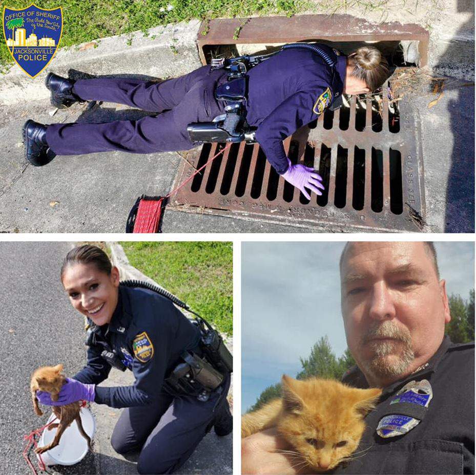 Jacksonville police rescue kitten from drain