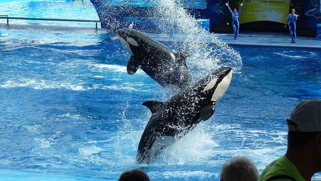 Report: Sea World to revamp killer whale show in 2020
