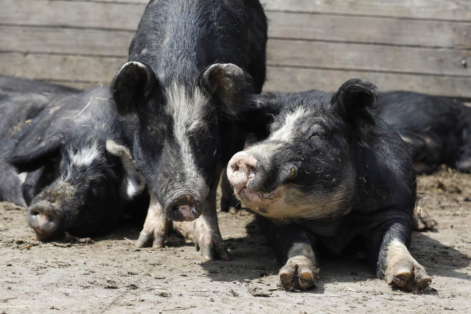 Group Of Pigs Kill 4 Years Old In Rangareddy District Of Telangana