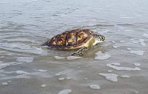 Rare sea turtle released off Florida Keys