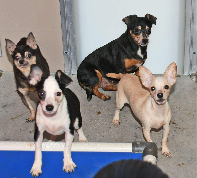Nassau Humane Society takes in 20 dogs from Duval County home
