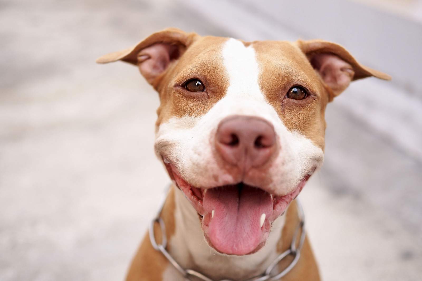 Denver voters repeal 30-year-old pit bull ban