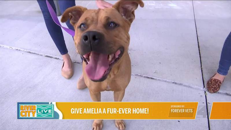 Give Amelia A Fur-ever Home! Plus Keep Your Pet Healthy with Forever Vets | River City Live