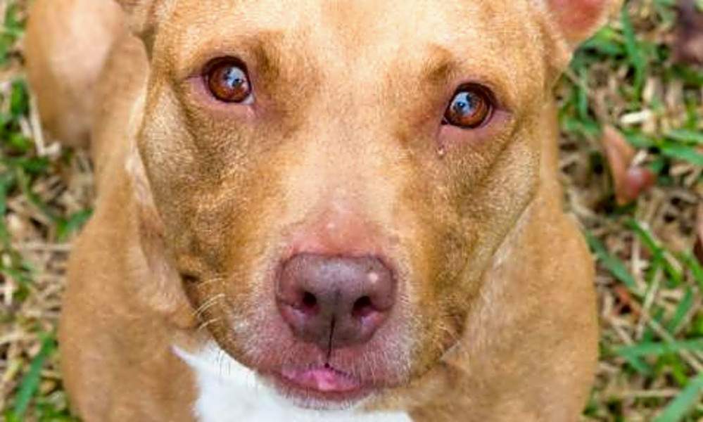 Want to adopt a pet? Here are 6 cuddly canines to adopt now in Jacksonville