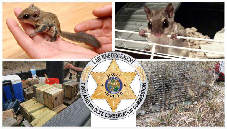 Florida agency: Flying squirrels illegally shipped to Asia