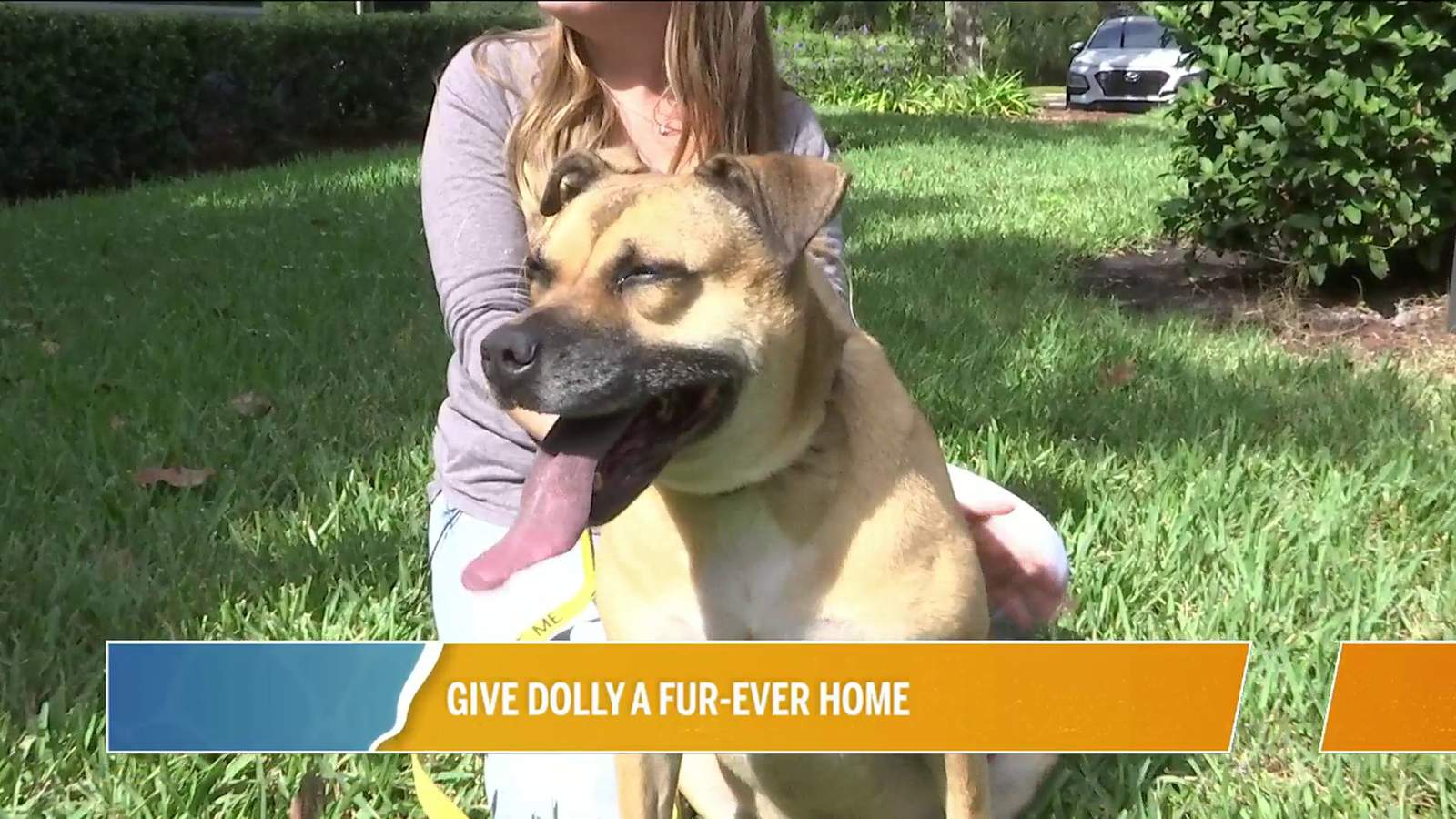 Give Dolly A Fur-ever Home at Jax Humane | River City Live