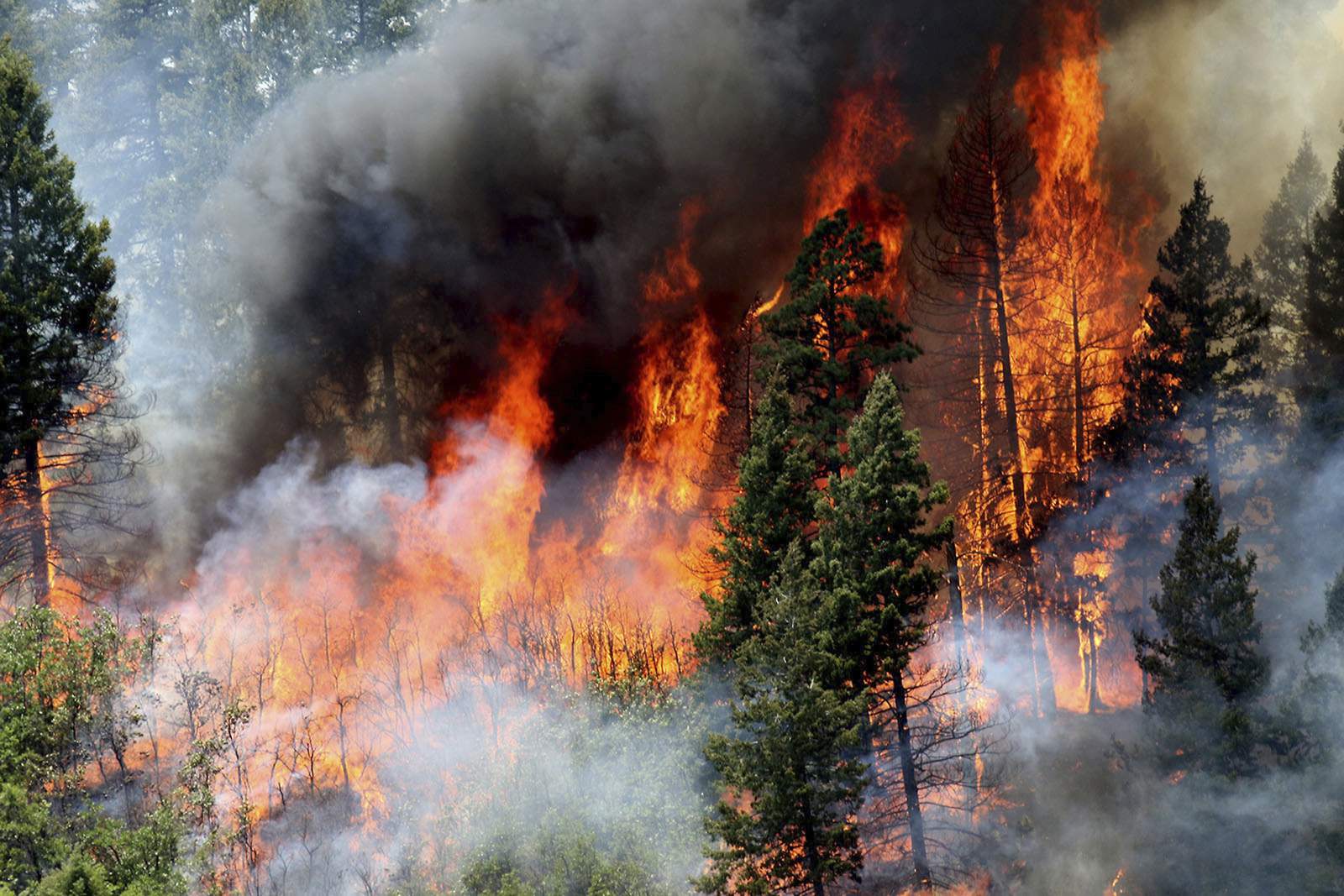 Report: Work to reduce wildfire risks has economic benefits - WJXT News4JAX