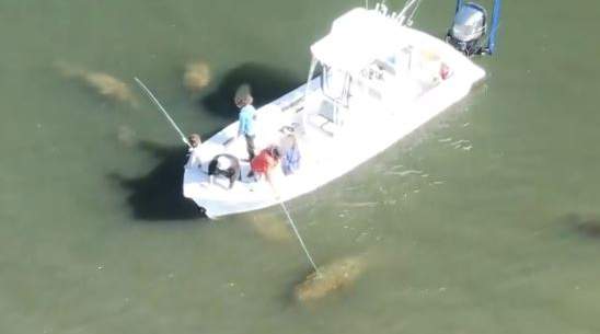 Manatee poke lands Tampa boat captain in federal court