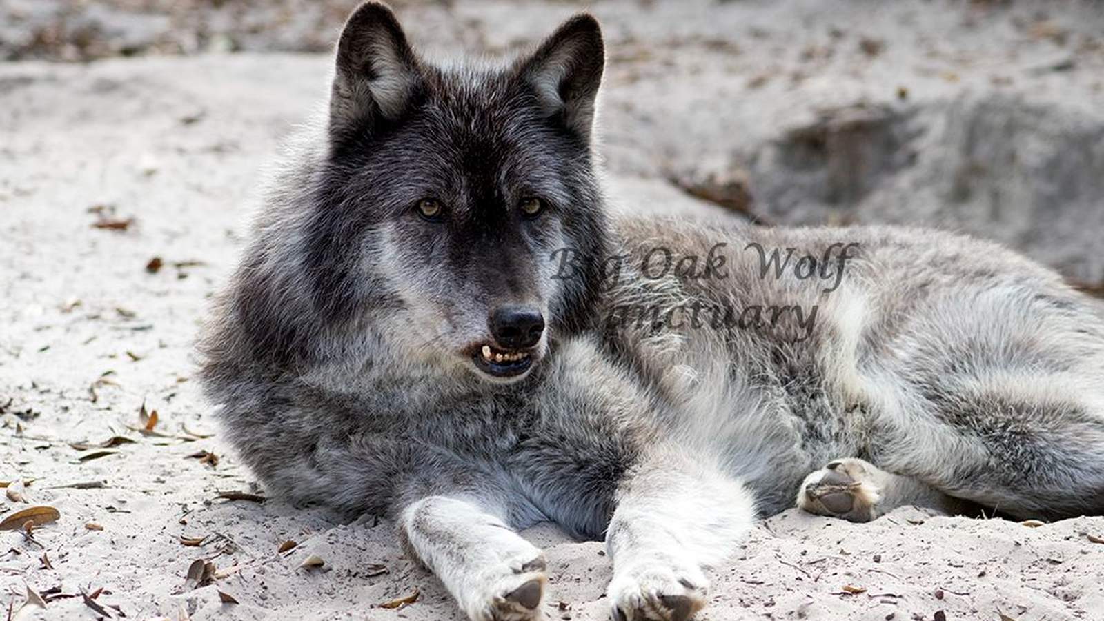 New Year’s Eve fireworks blamed for death of wolf at Clay County sanctuary