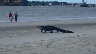 Gator saunters across Jekyll Island beach during family’s stroll