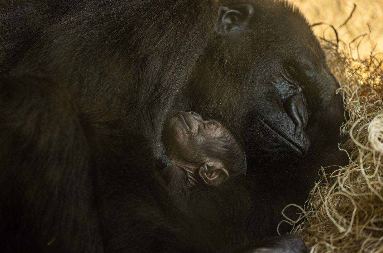 Jacksonville Zoo and Gardens welcomes critically endangered gorilla infant
