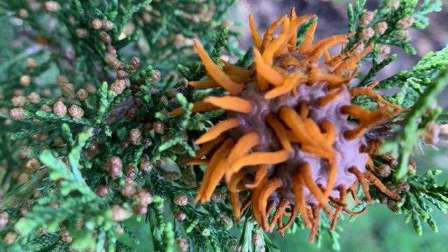 We want to see your wacky fungus photos!