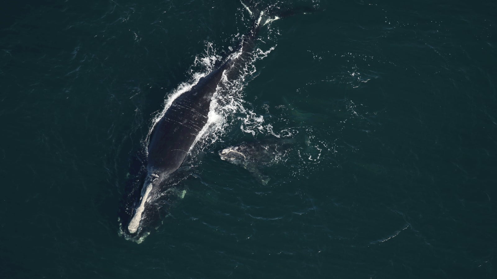 12th right whale calf spotted this season