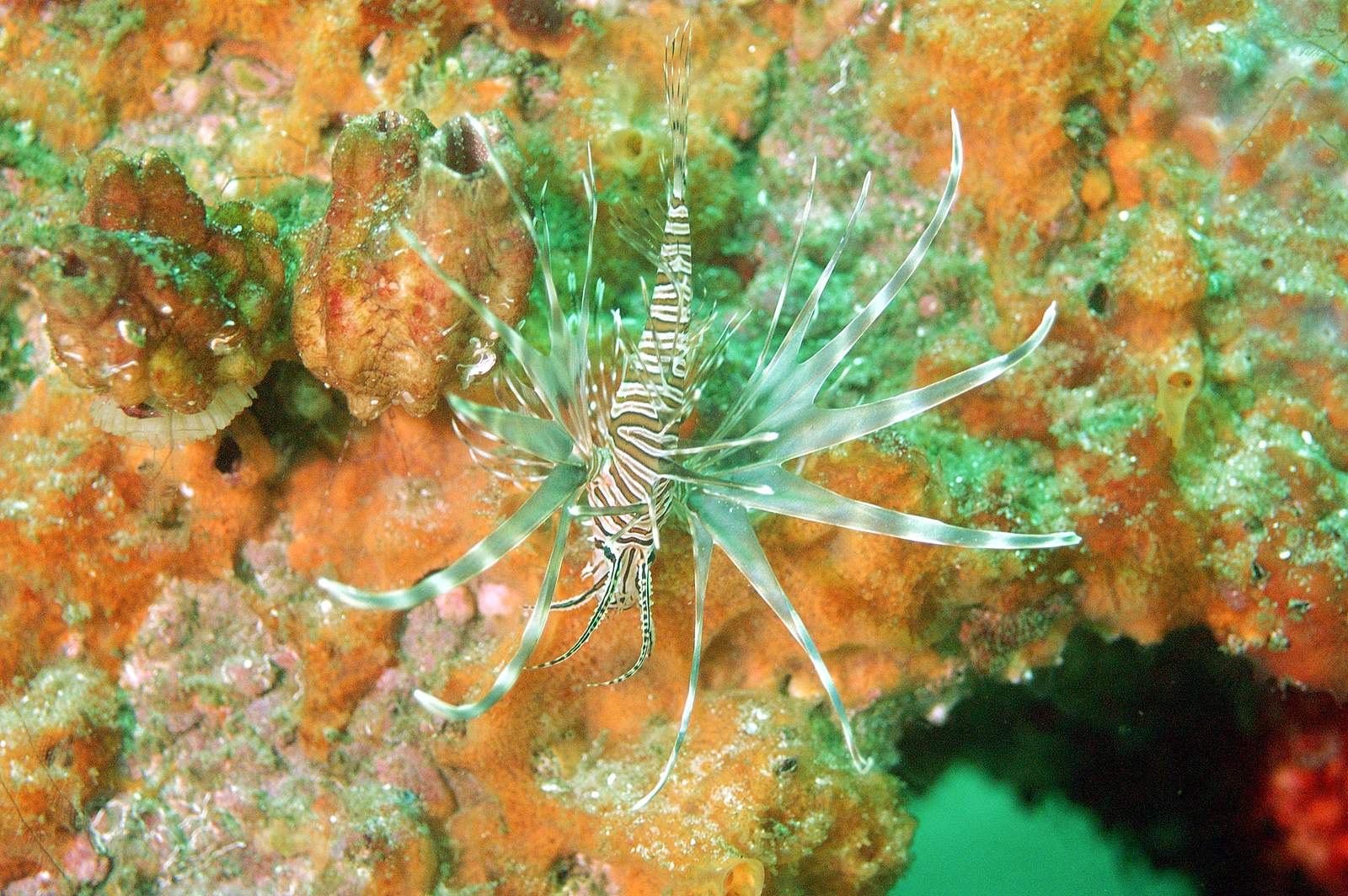 FWC inviting divers and vendors to Lionfish removal event