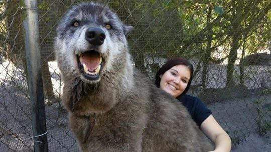 Famous Florida wolfdog dies from blood cancer