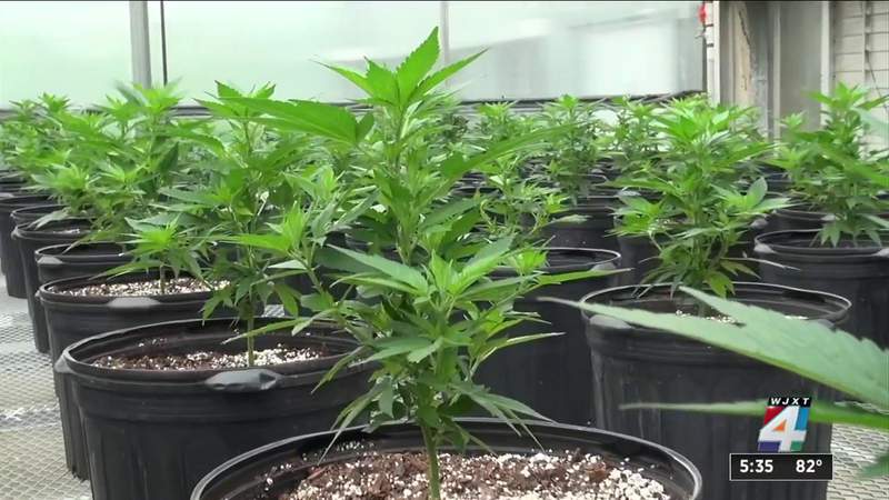 ‘Grow Your Own’ amendment filed to legalize marijuana on 2022 ballot